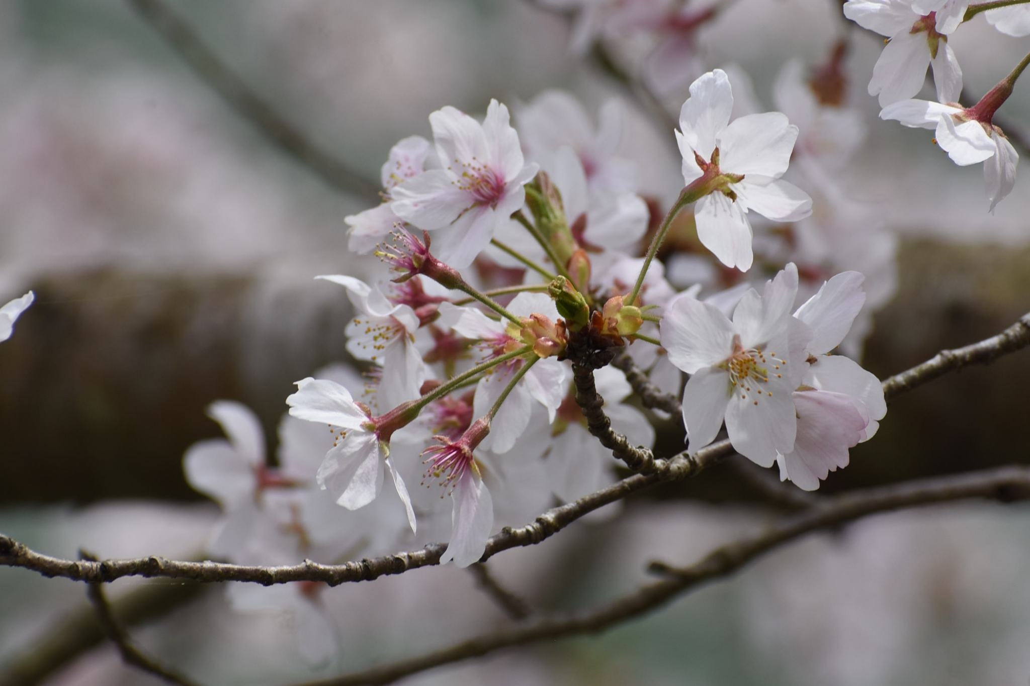 a bundle of light pink Yoshino cherry blossoms in full bloom